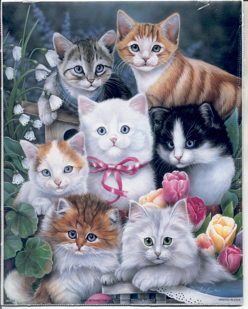 Персиковый котенок