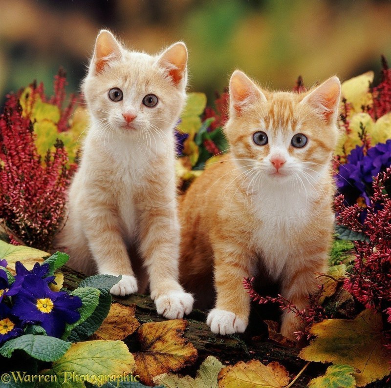 Котики в цветах