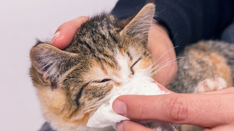В Тюмени изолировали домашнюю кошку с подтвержденным коронавирусом