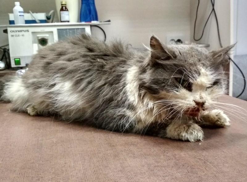 Катаральный конъюнктивит у кота