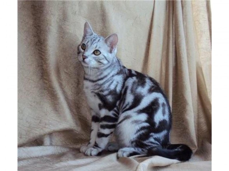Кошка табби макрель