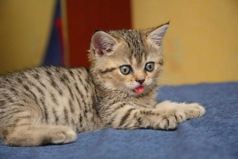 Шотландская вислоухая кошка табби