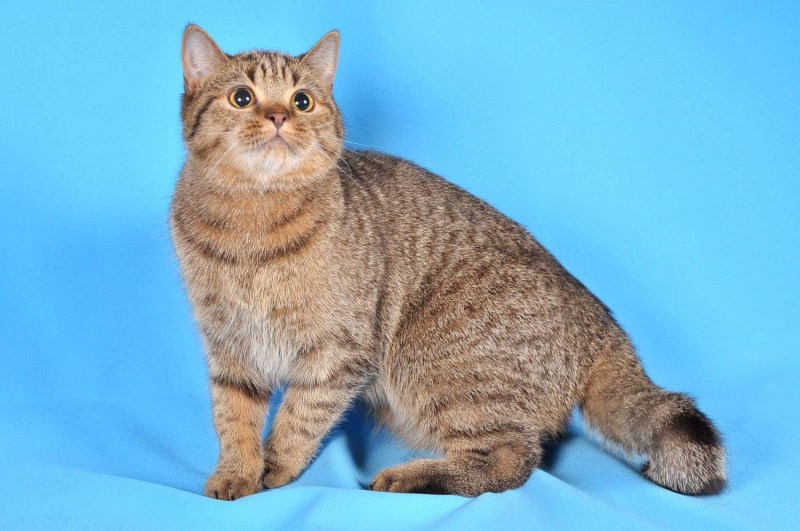 Азиатская табби кошка