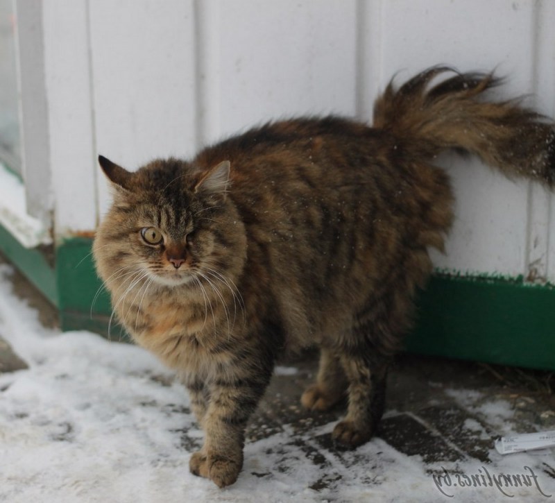 Кот под дверью