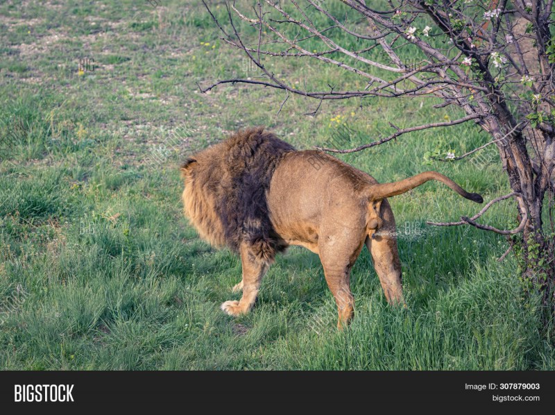 Кот какает в лоток