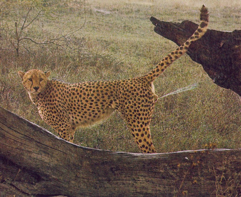 Рамблер кошки