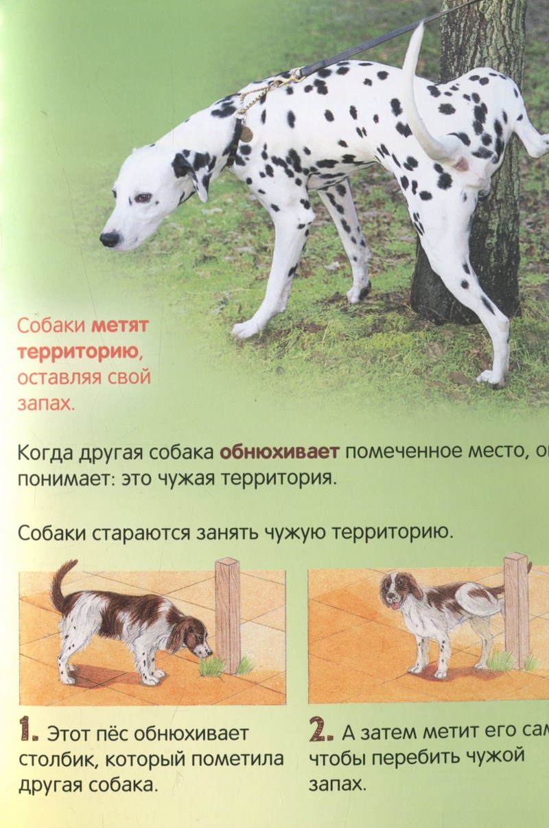 Яички кота после кастрации