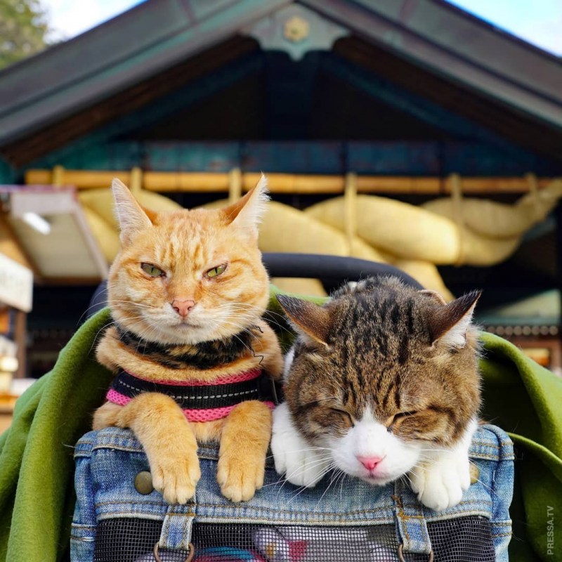 Коты вместе