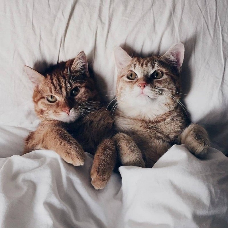 Влюбленные коты
