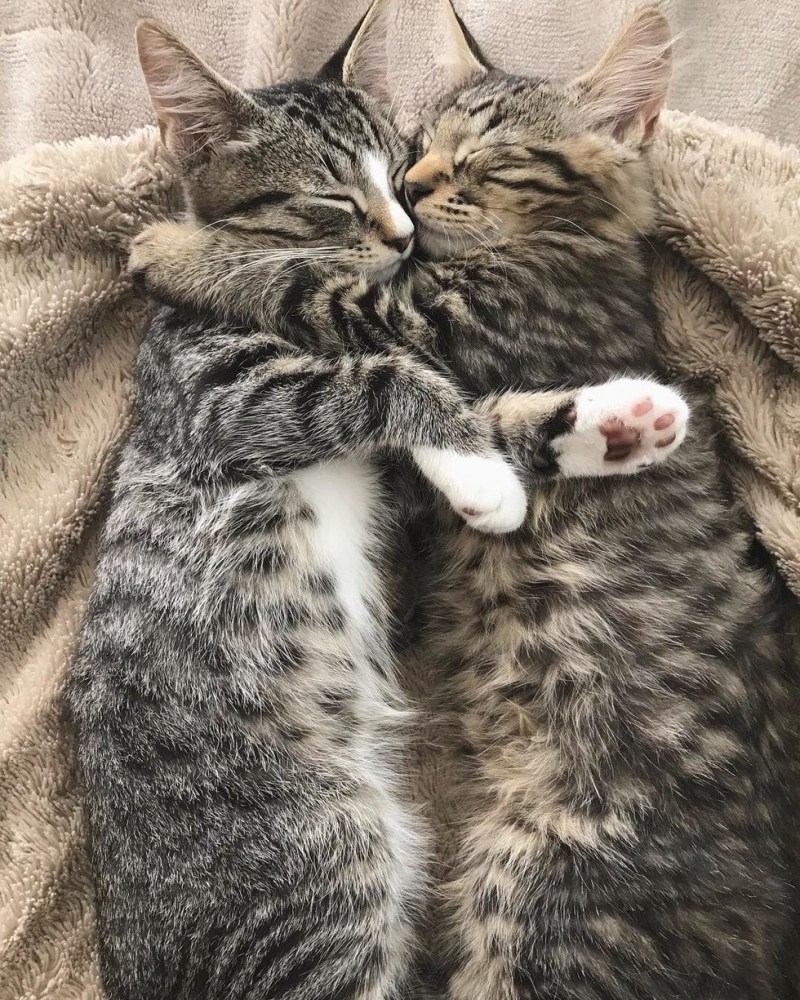 Кошки обнимашки