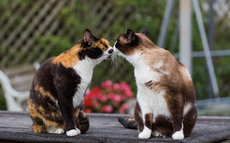 Влюбленные коты