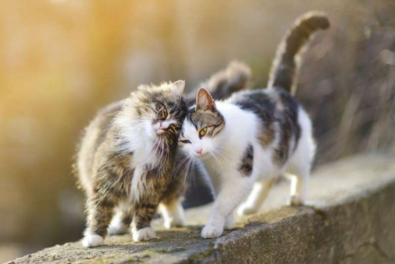Котики вместе