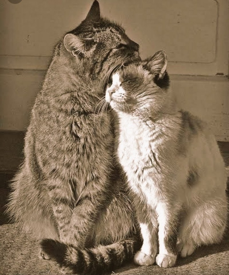 Кот и кошка любовь