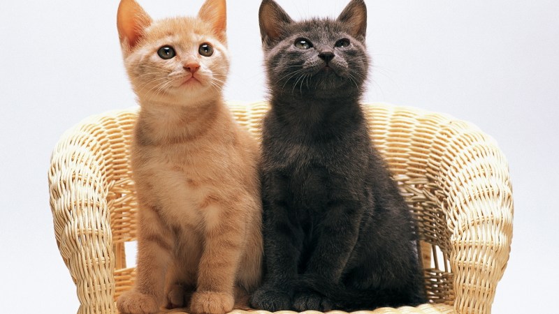 Черный и рыжий котенок