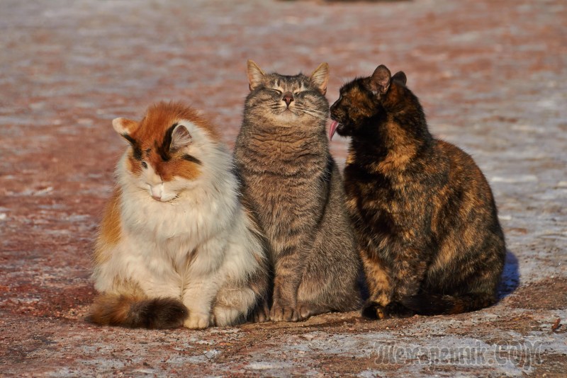 Три смешных кота
