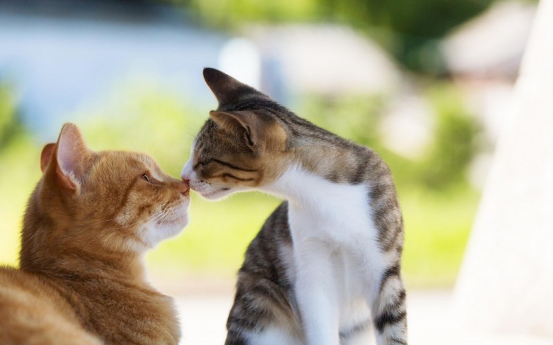 Коты друзья