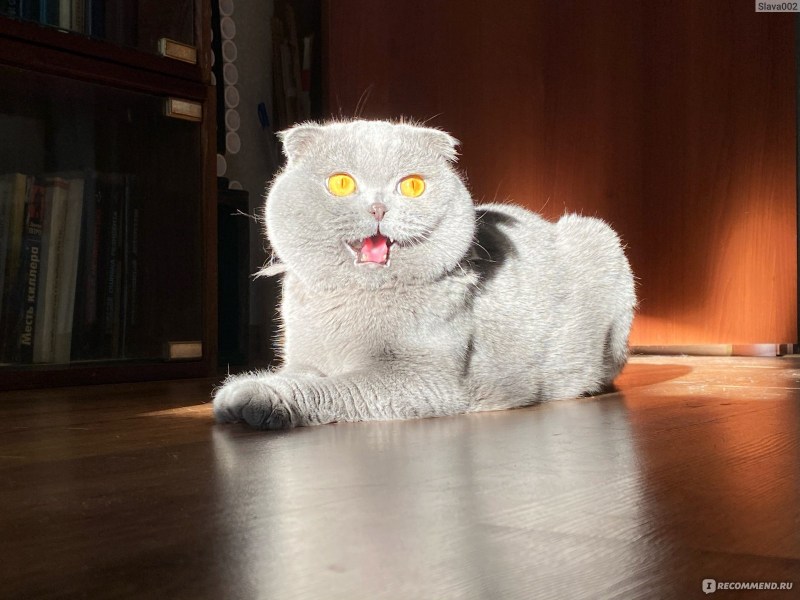 Шотландские котята скоттиш страйт