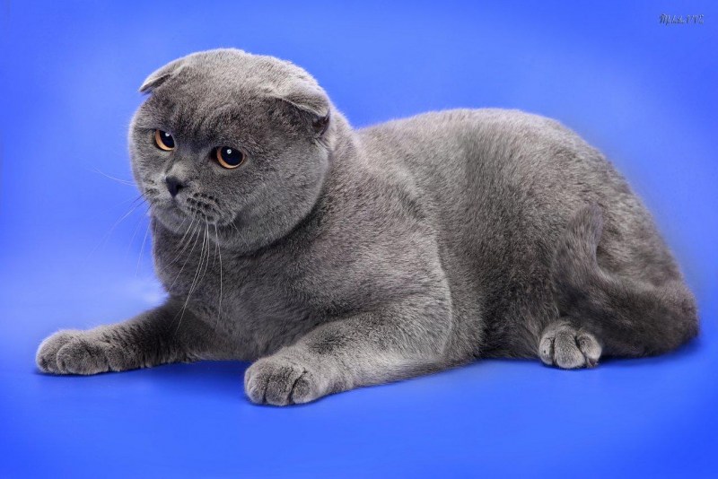 Шотландская вислоухая кошка