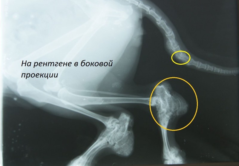 Рентгеноскопия собаке