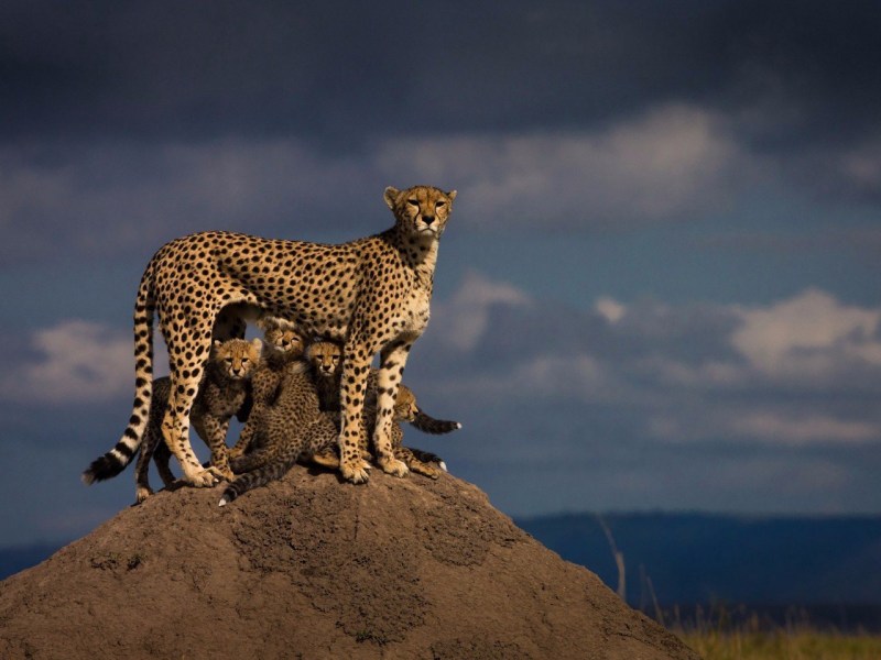 Гепард National Geographic