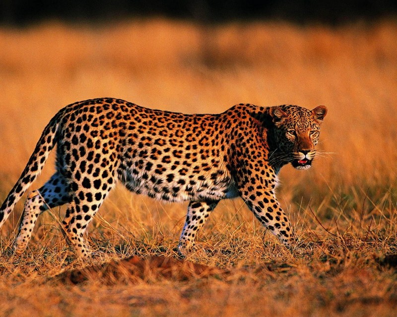 Род гепардов (Acinonyx)