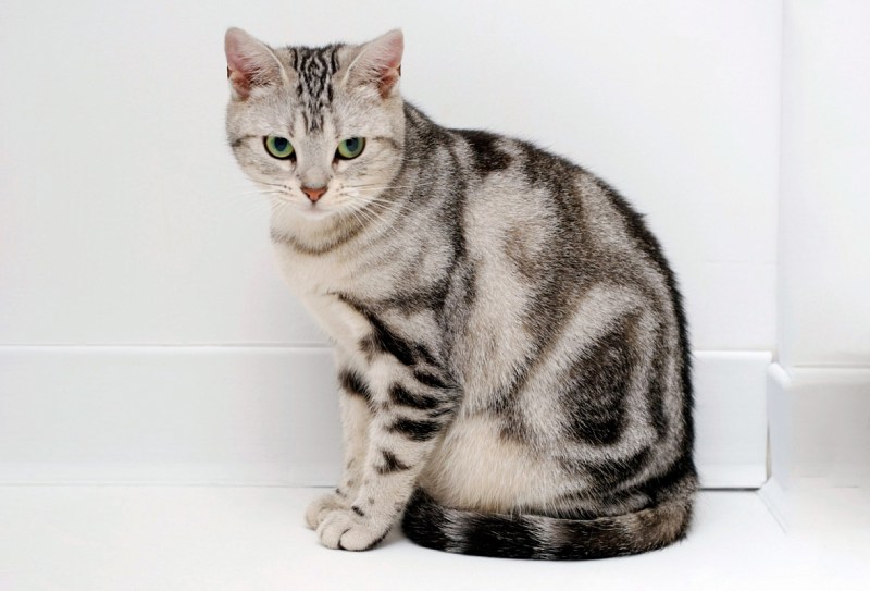 Бенгальский кот полосатый