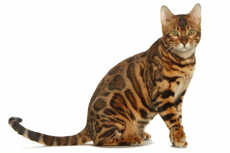 Бенгальский кот полосатый