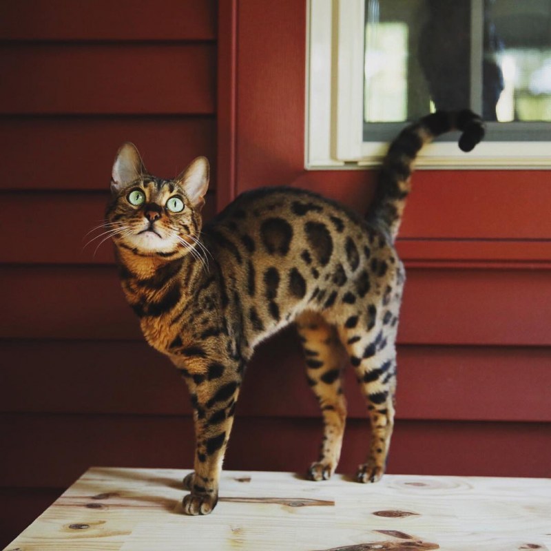 Бенгальская кошка Тайгер