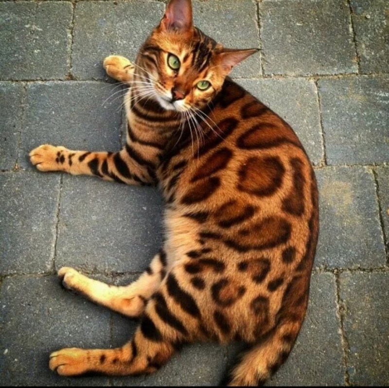 Котята бенгальской породы