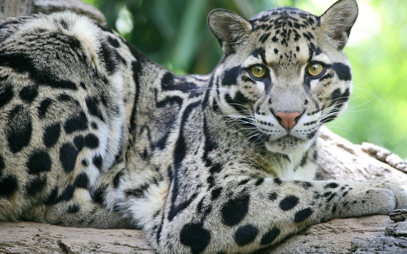 Бенгальская кошка