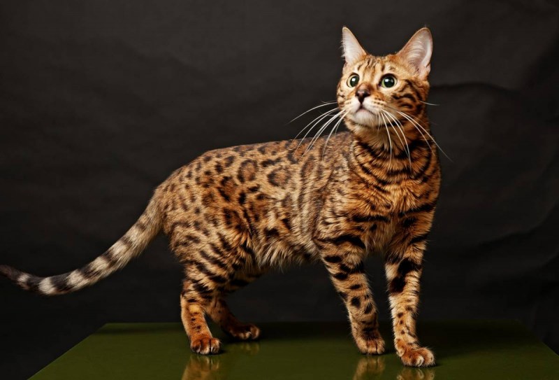 Бенгальский леопард кот