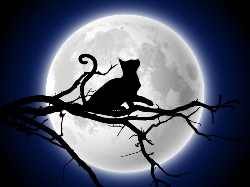 Силуэт кошки