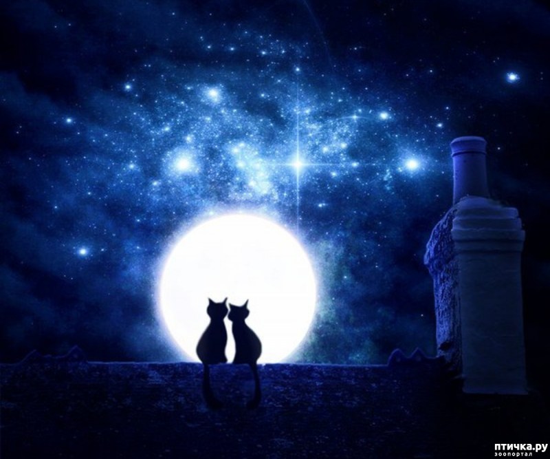 Кошка под луной