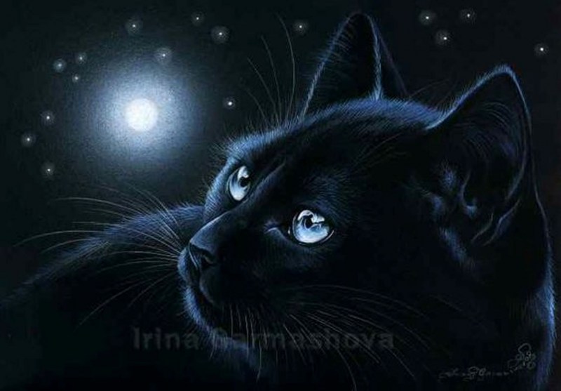 Чёрные коты Ирины Гармашовой