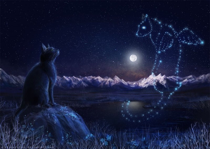 Ночь Луна кот