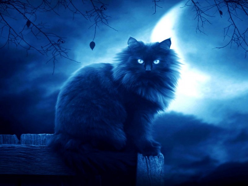 Кот ковш
