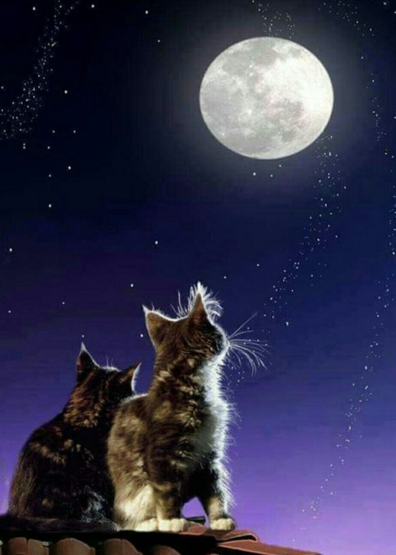 Коты Воители арт ночь