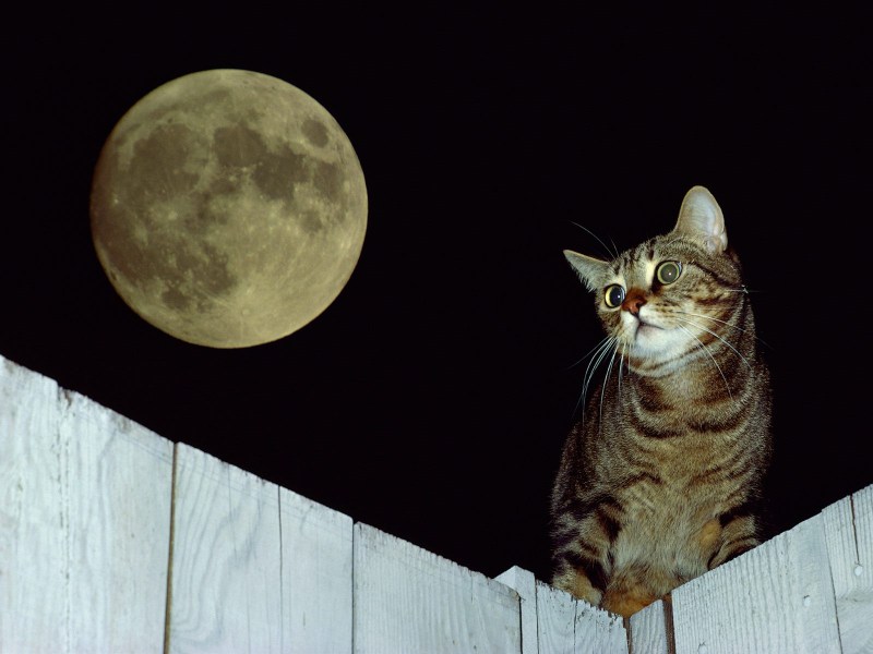Ночной кот