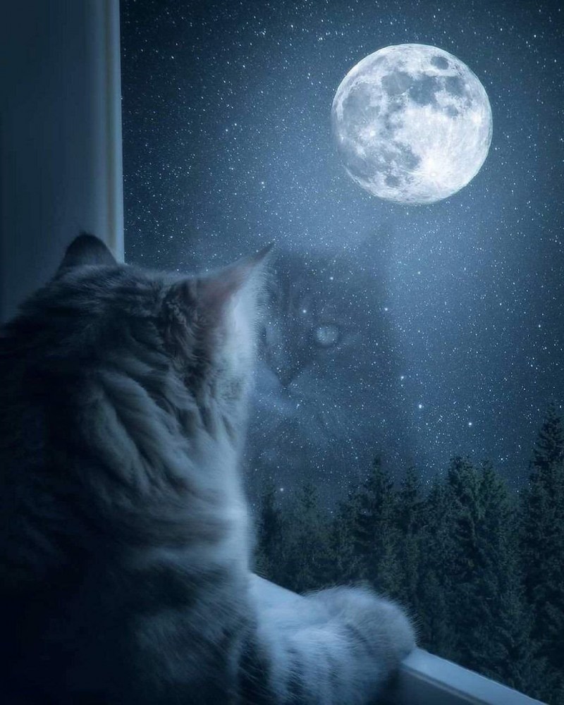 Одинокий кот