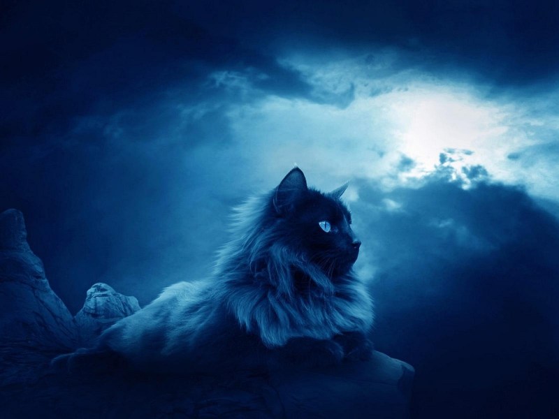 Кот и Луна