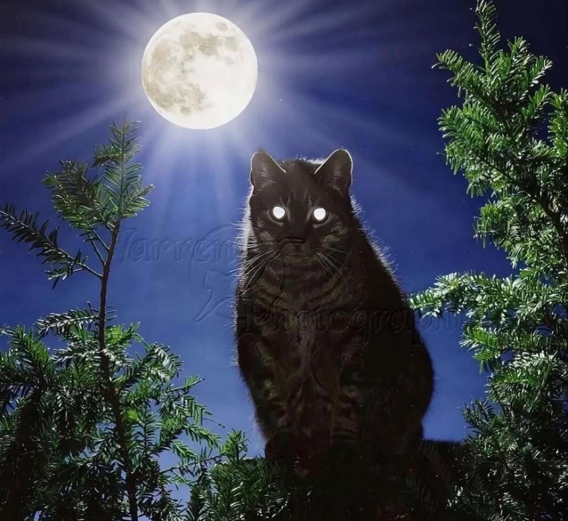 Фантастические коты