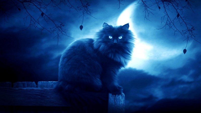 Кот мистика