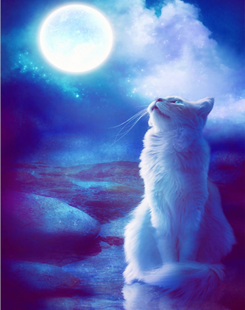 Кот на крыше ночью