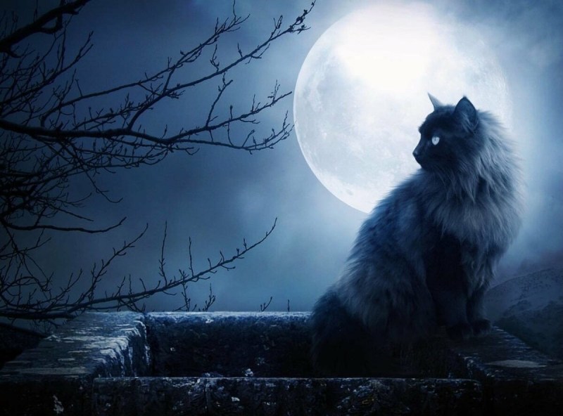 Ночь Луна кот