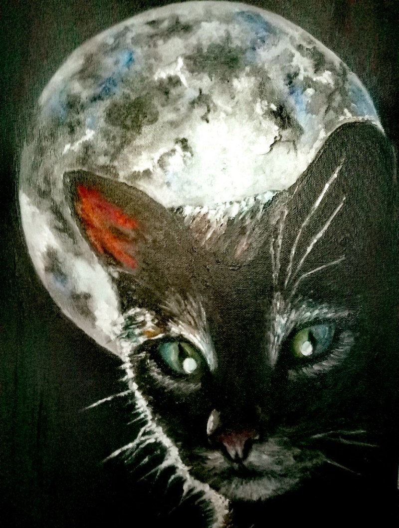 Коты на крыше ночью