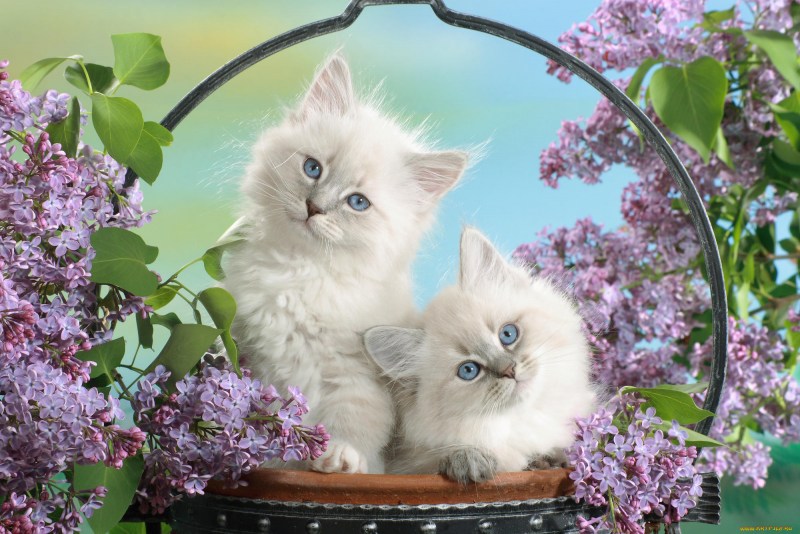 Красивые кошки