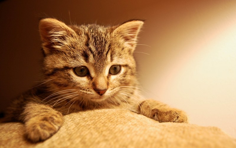 Красивые котики