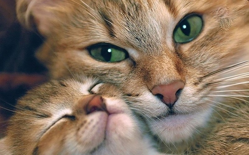 Кошка с котятами