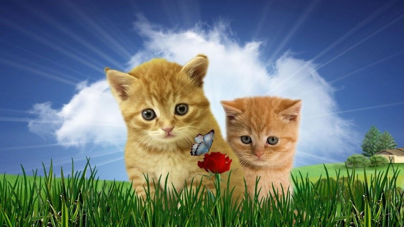 Картинки котят