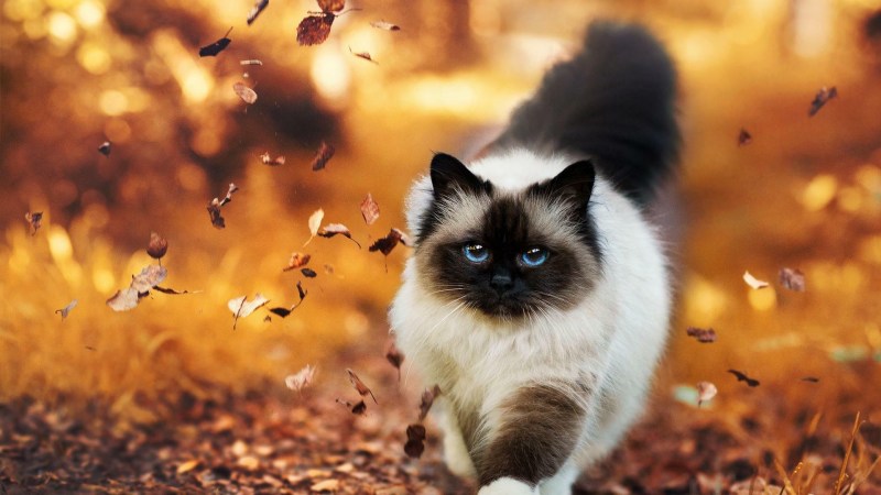 Кошка осень